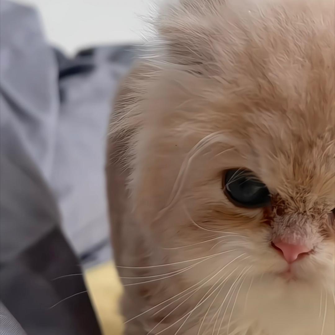 阿方Cat7