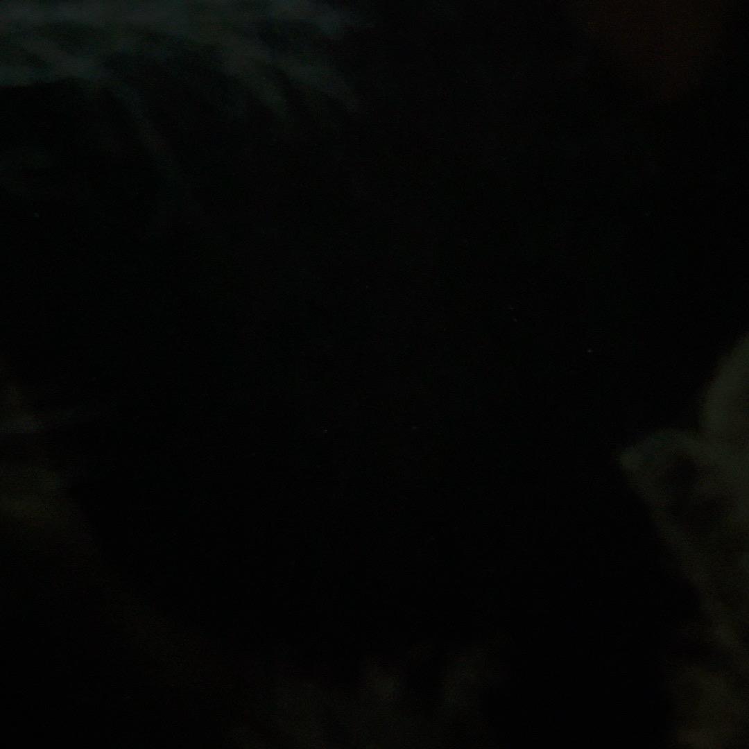 Felix