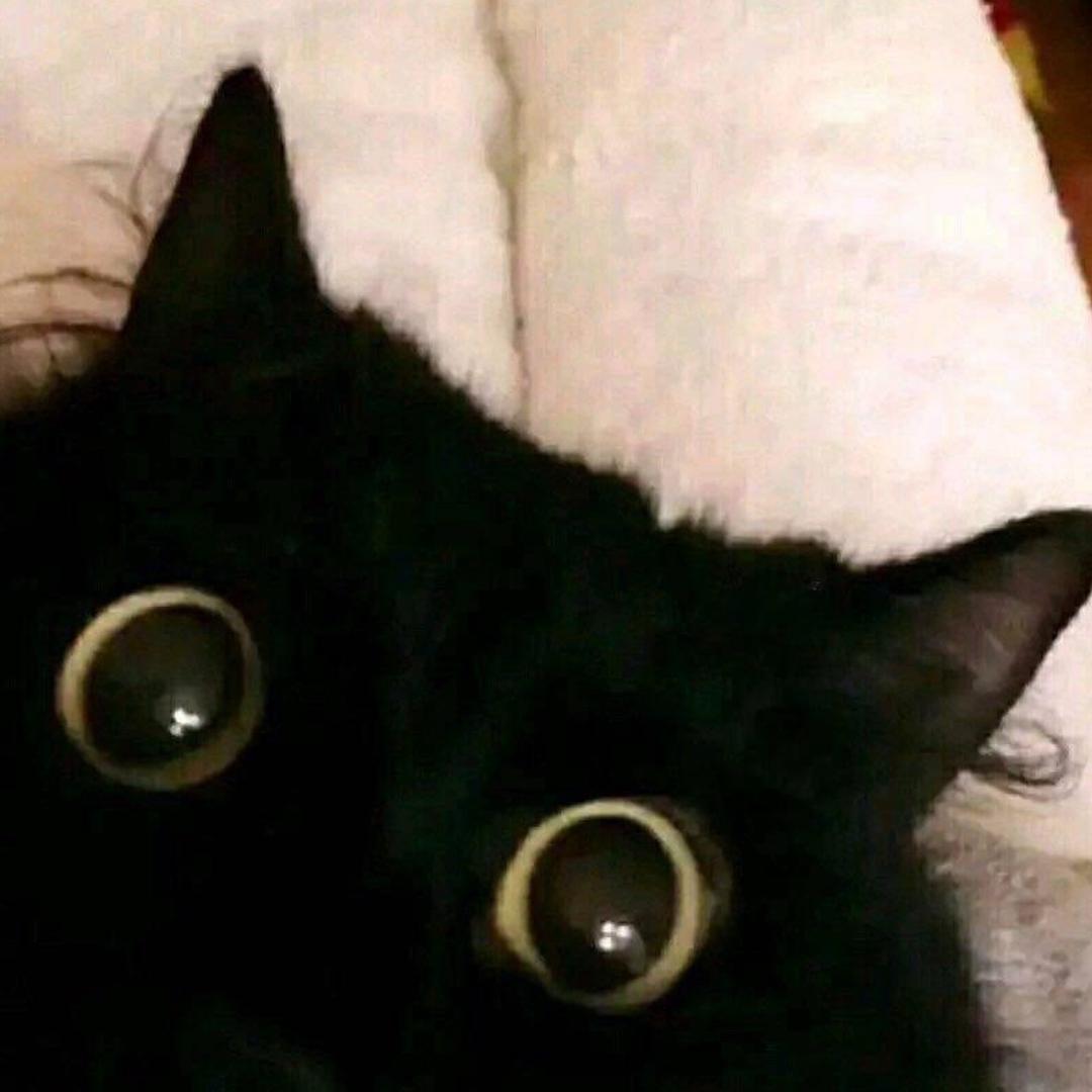 不吃鱼的猫