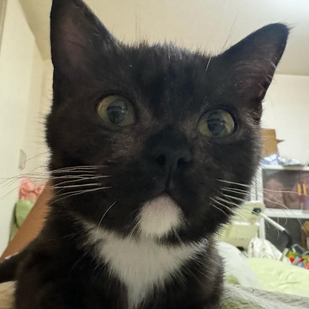 小黑🐈(捏捏版)