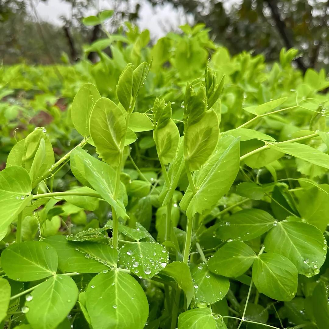 川妹子鲜果蔬（豌豆尖、莴笋尖）