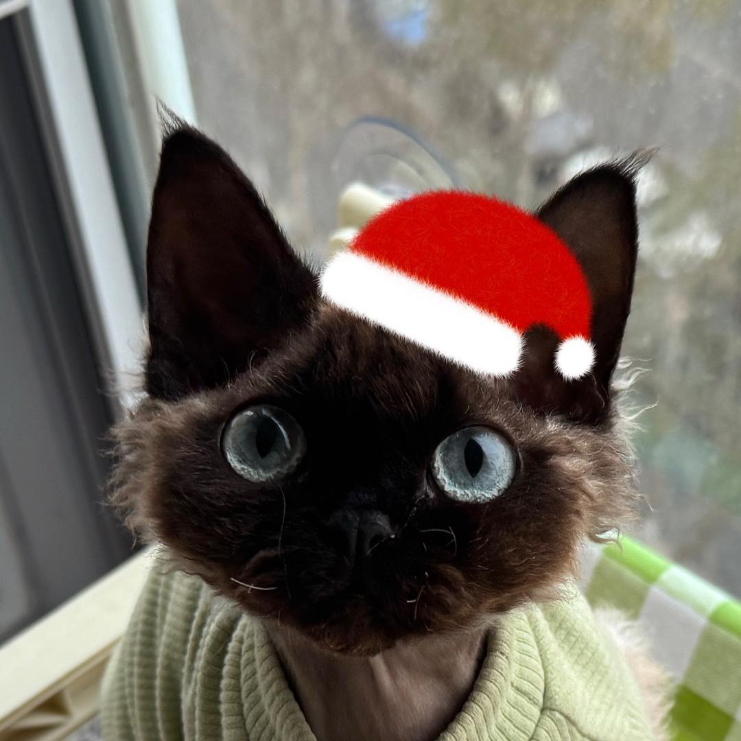 不如吃点好的吧✨