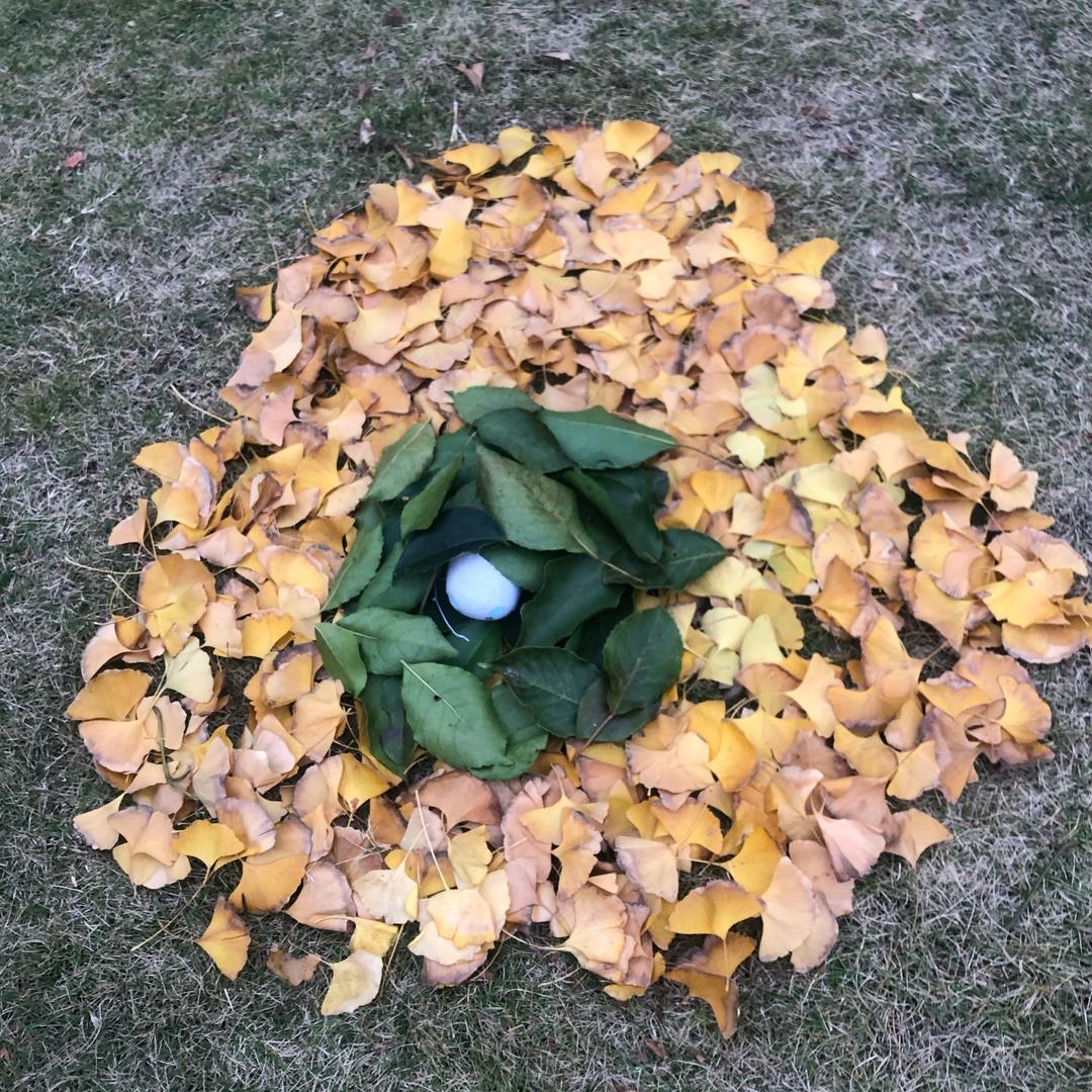 贝壳