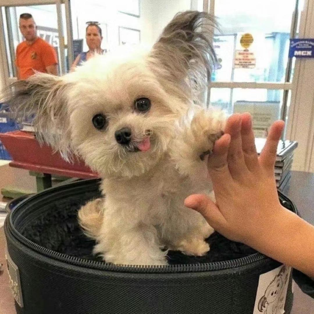 白灼虾（有狗版