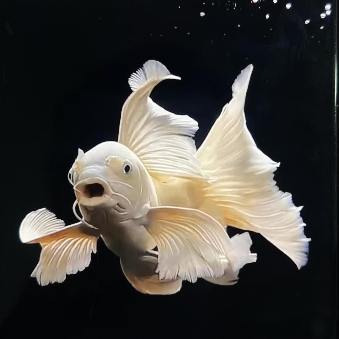 鸿圣渔场