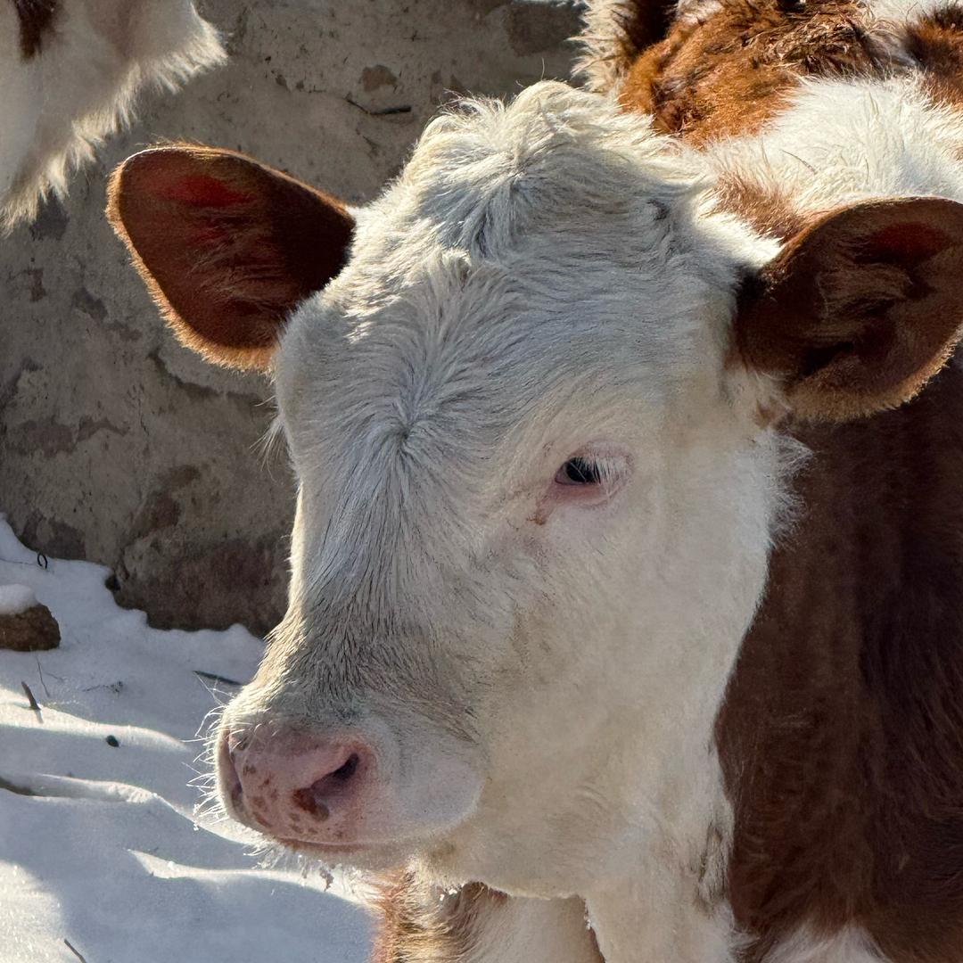 萝卜ccl🥕（顺利版