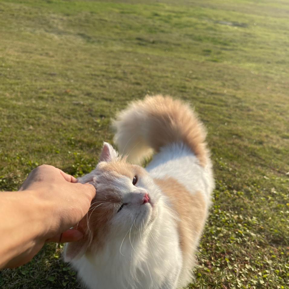 偷心猫屋