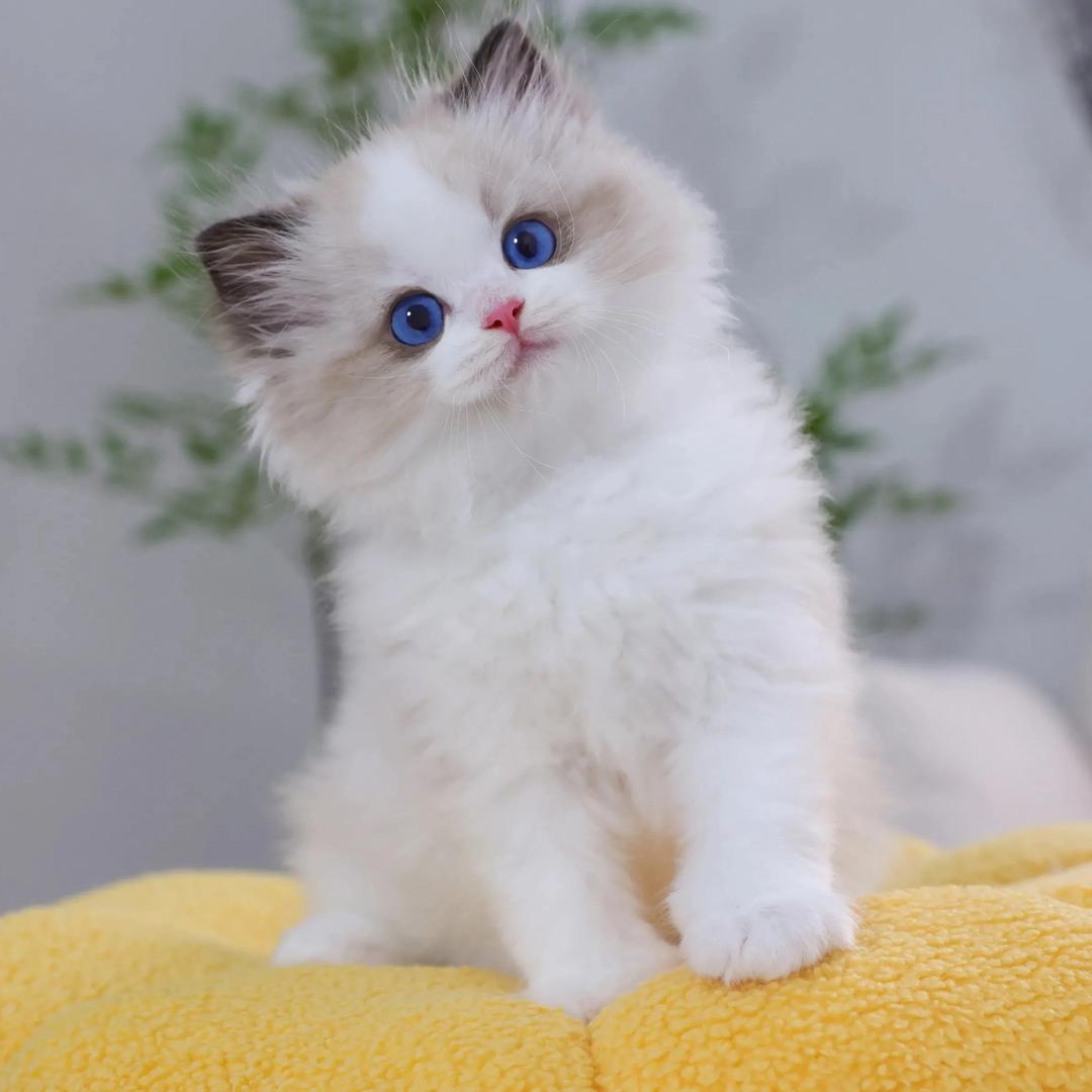 总管是猫