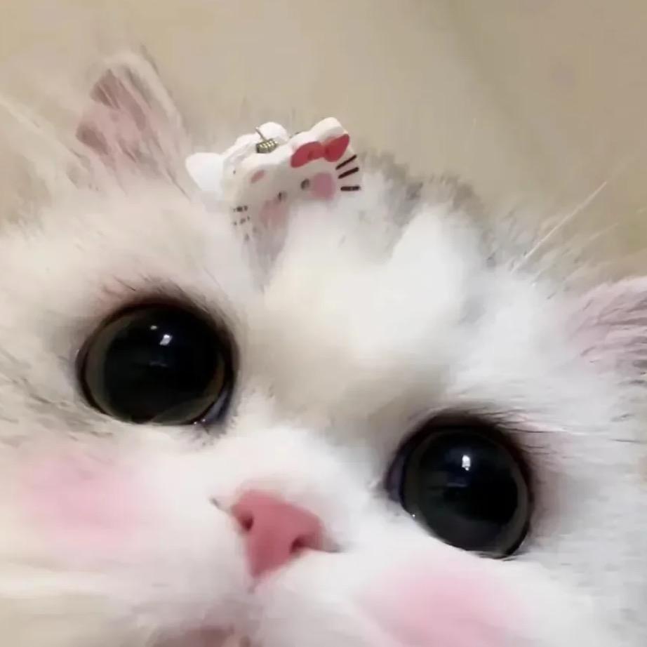 C C🍓