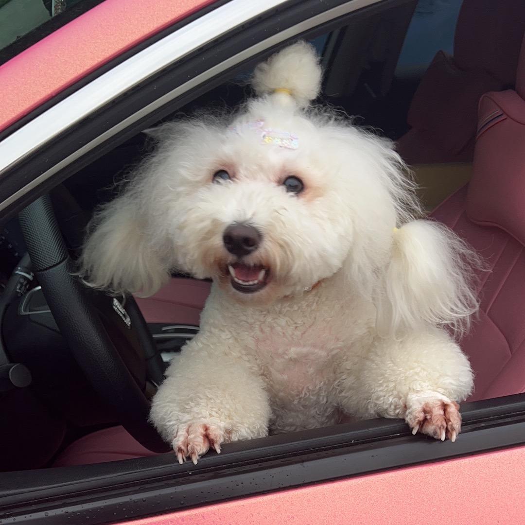 赵汤圆是条狗🐶