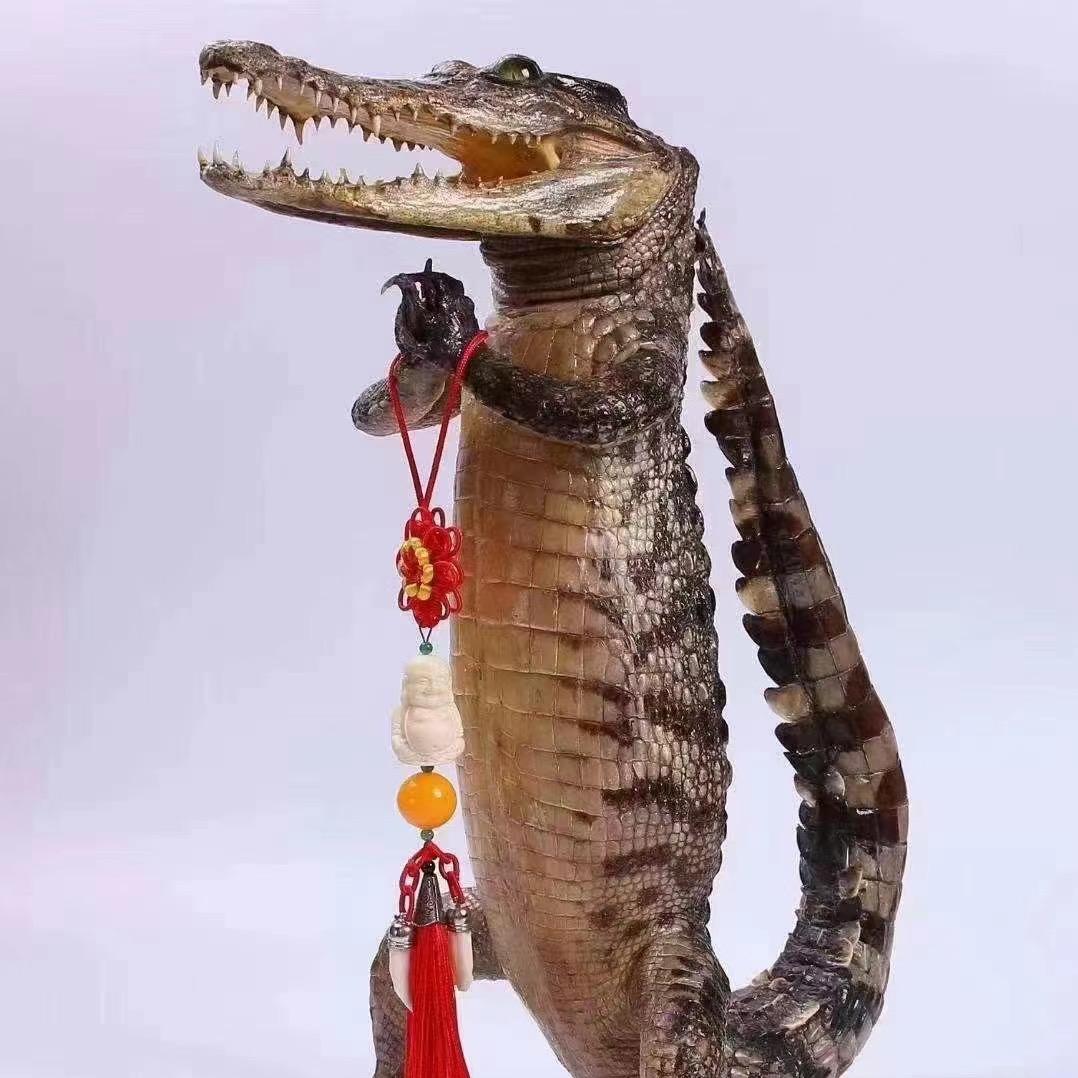 （孤岛鳄鱼养殖场