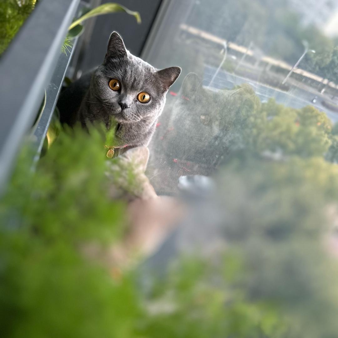 我和我的🐈
