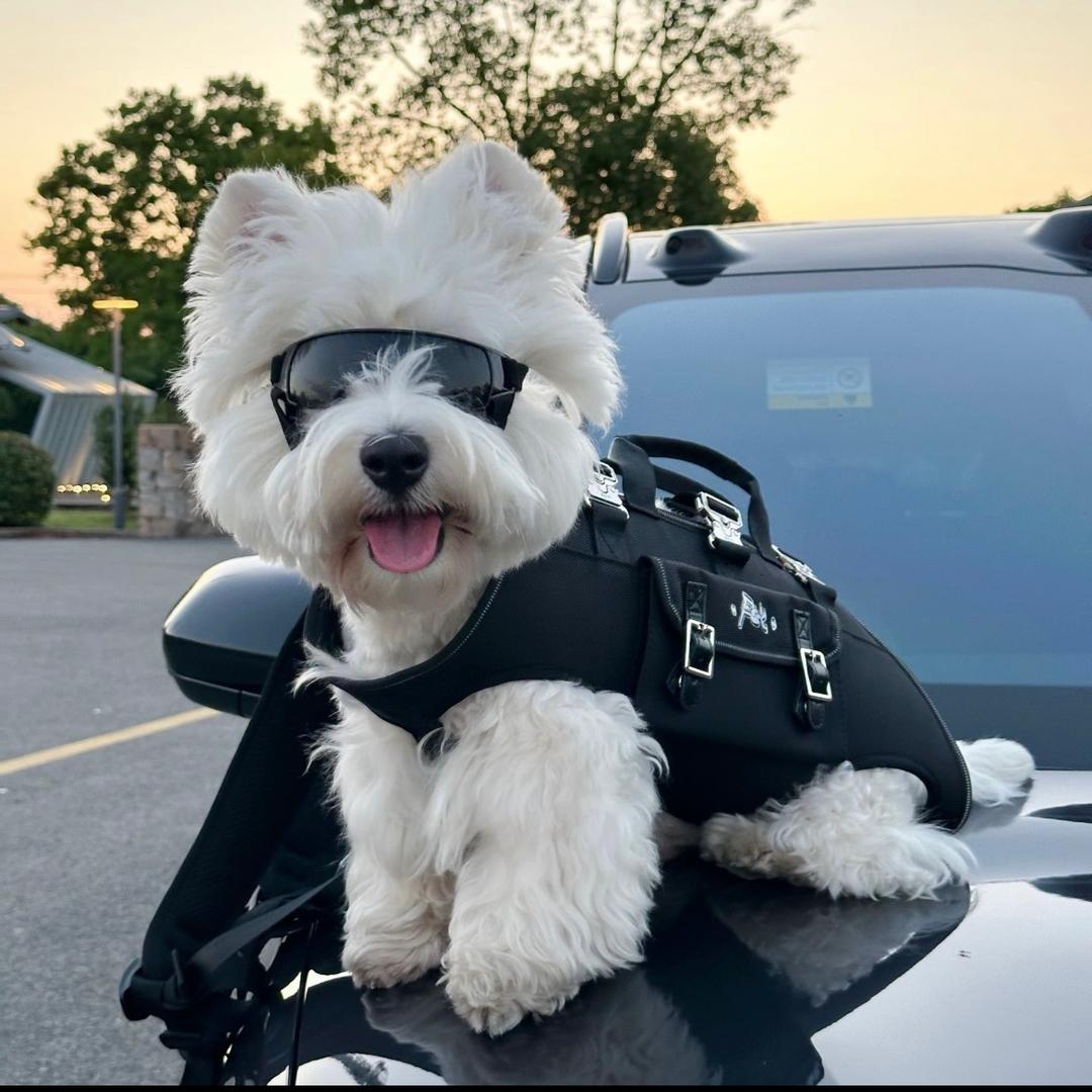 一只甜妹儿西瓜地🍉