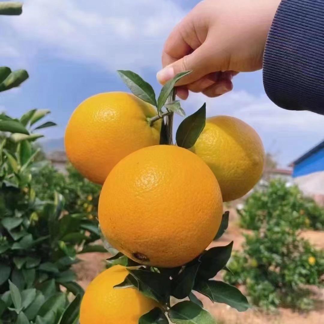 小菜玉碟
