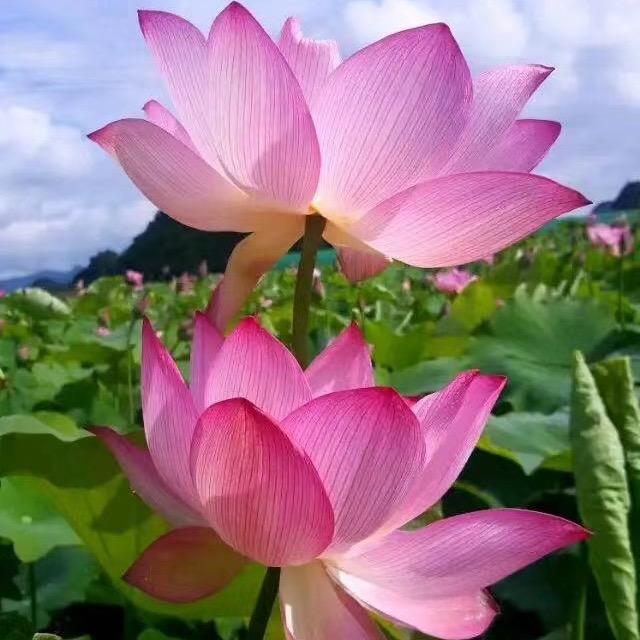 风轻云淡的鹊