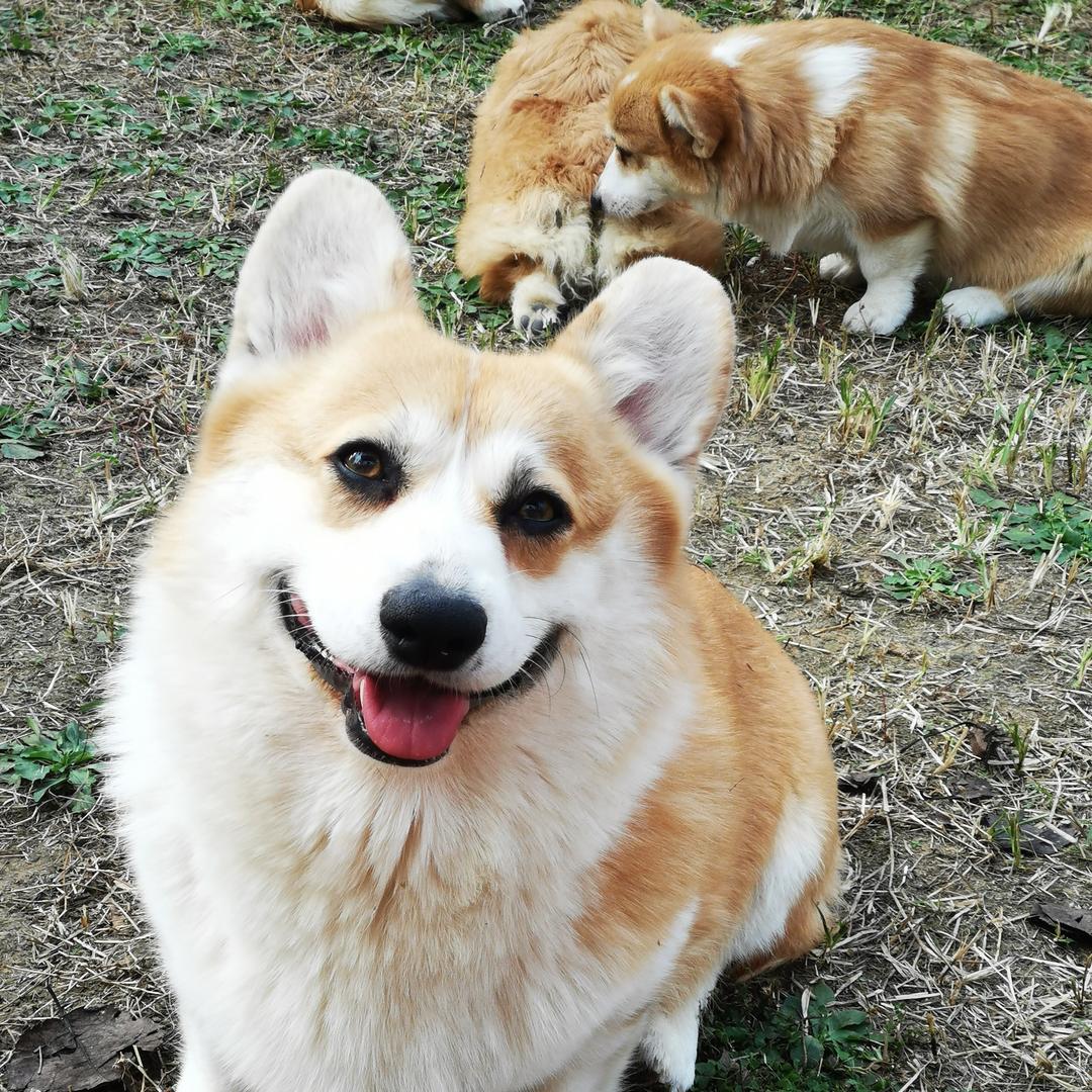 小橘子柯基犬舍