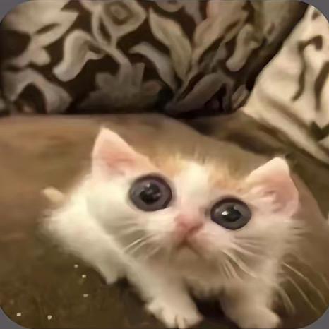猜猜我是谁💥
