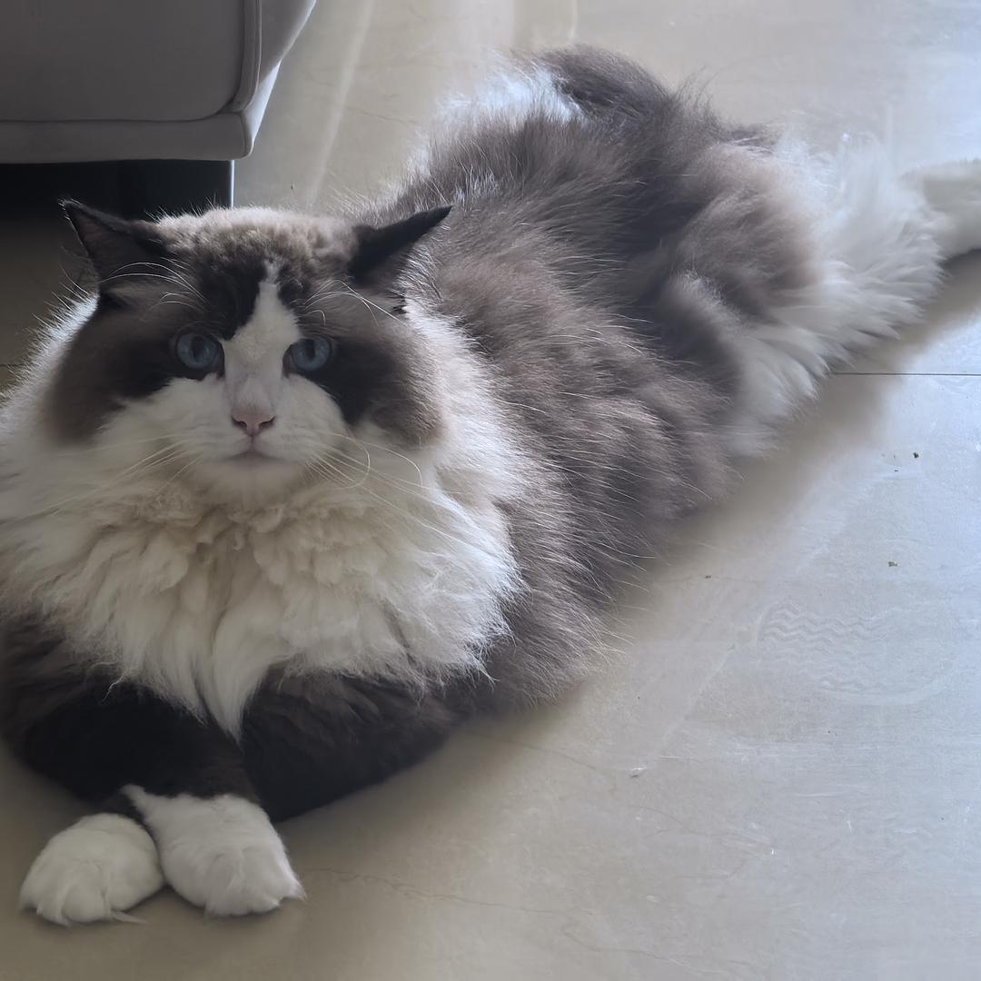 高能量猪咪的日常