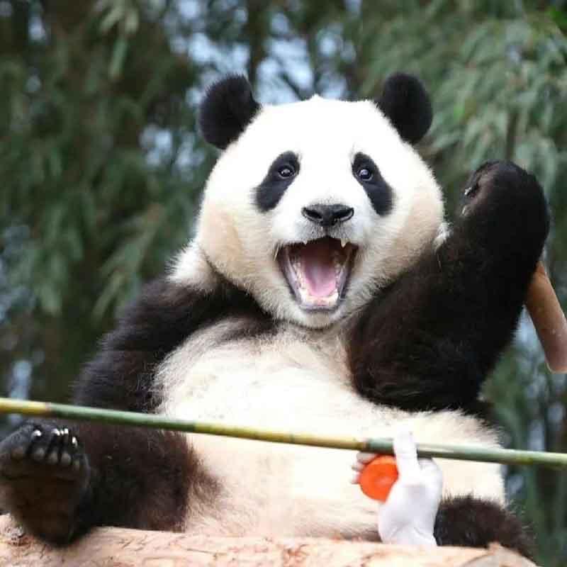 看，熊猫🐼
