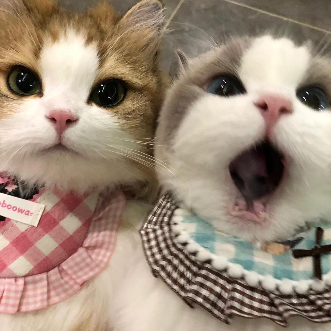 吱屋猪…💤