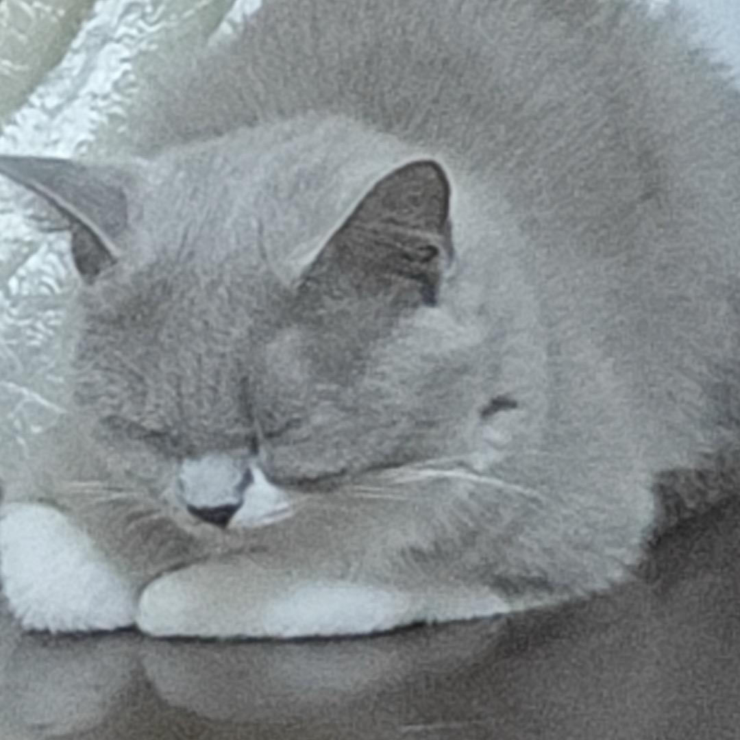 可惜了