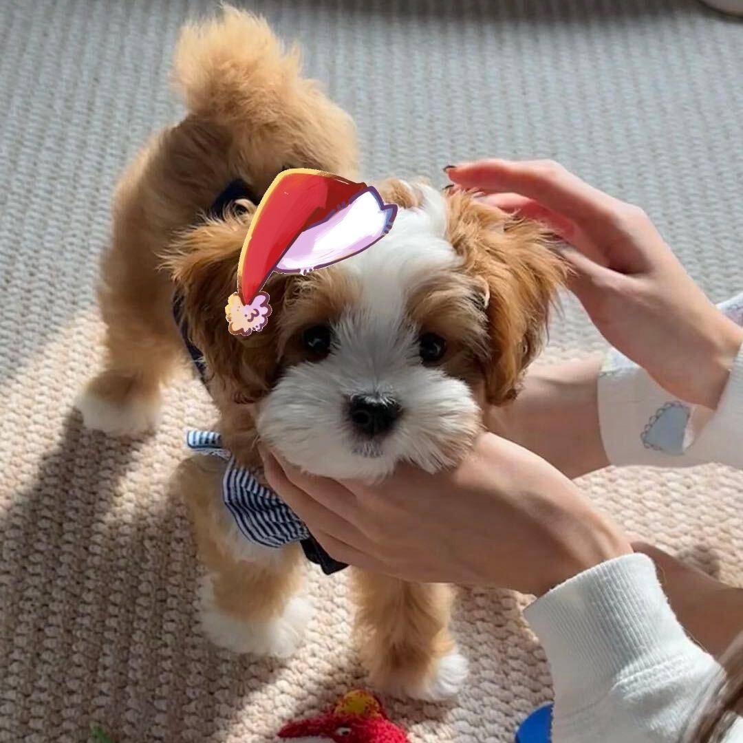 𝗞𝗼𝗶𝗺𝗶𝗮𝗼🧸쉬카이