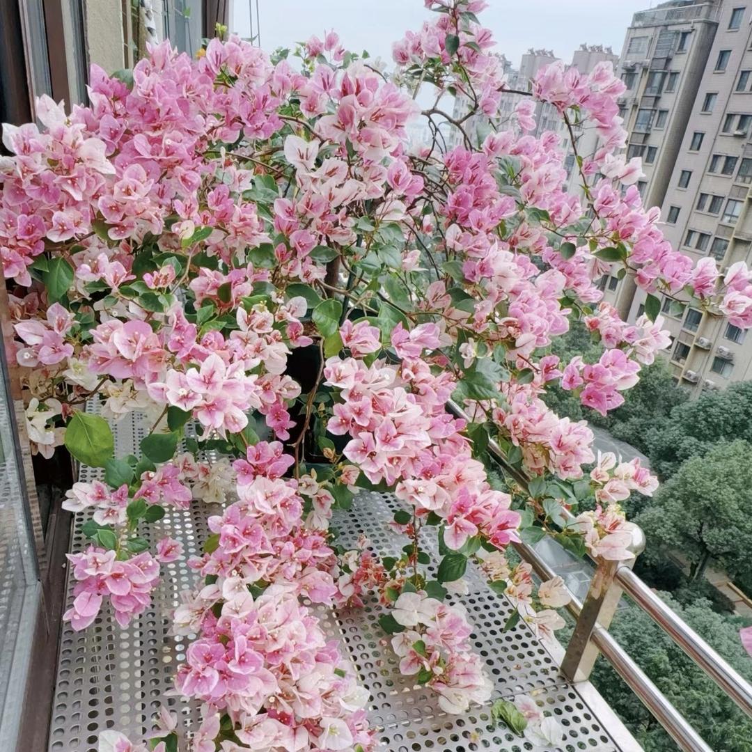阿克三角梅园艺