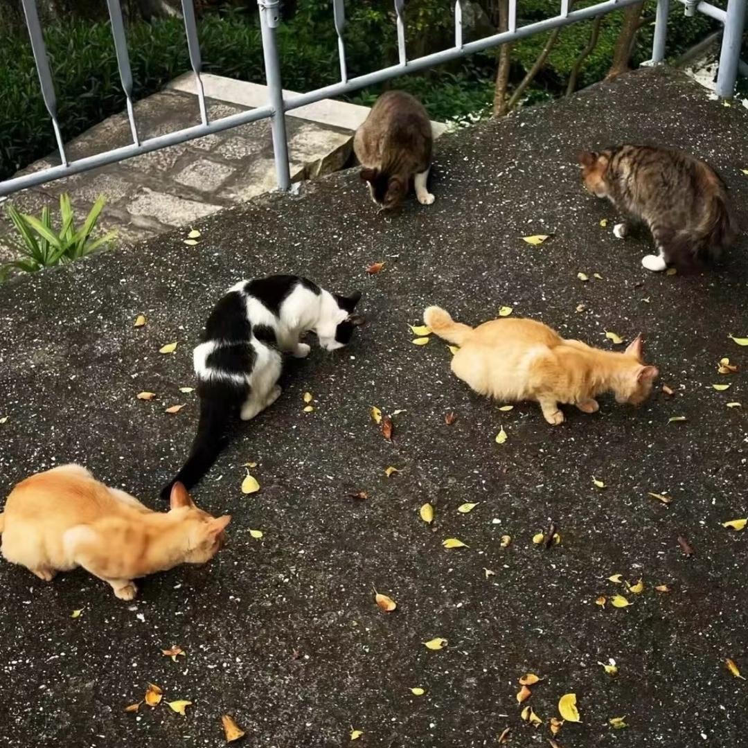 稀里糊涂的土豆丝