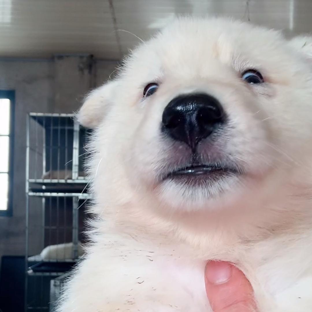 66大顺（尴尬期，期待逆袭）