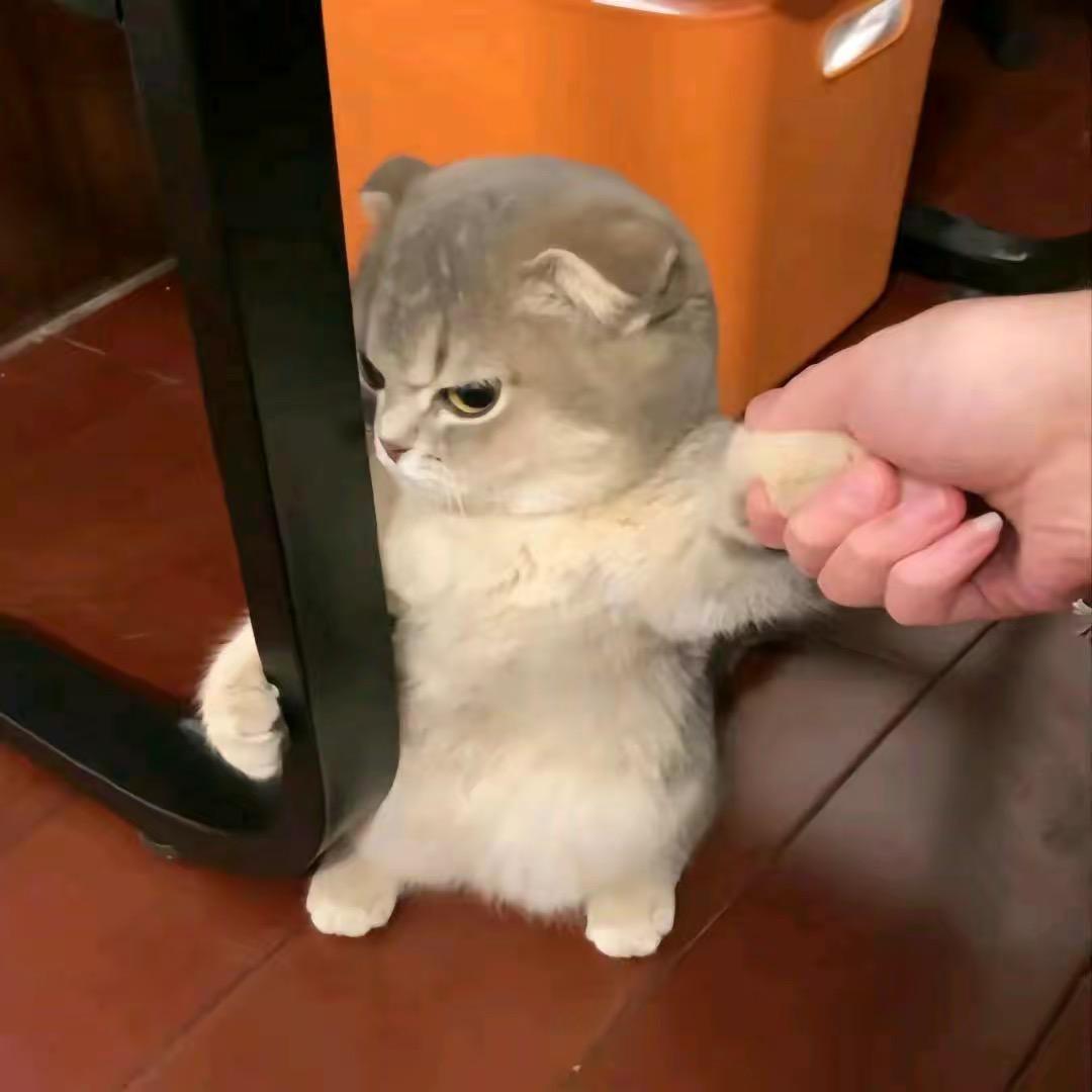 不叫包子
