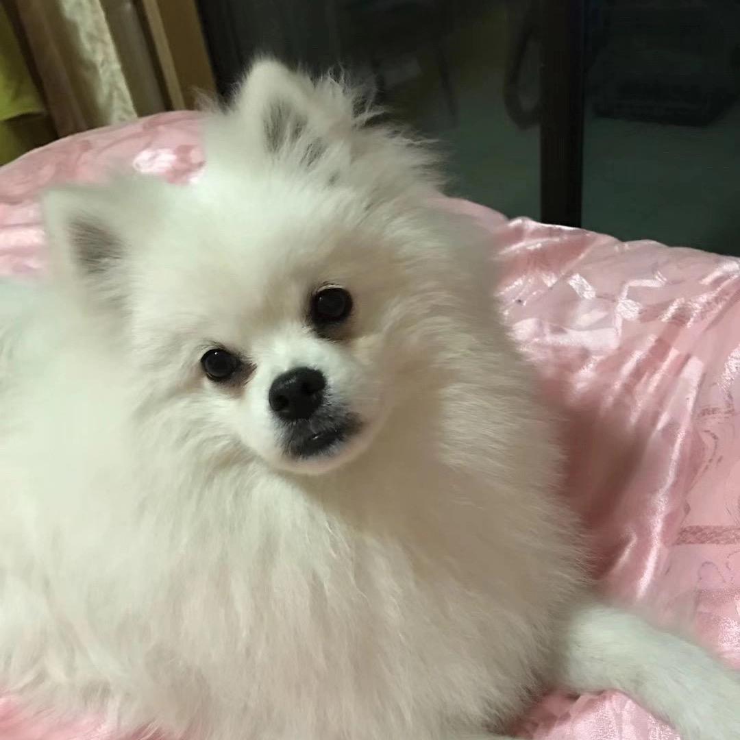 灰天使🦢