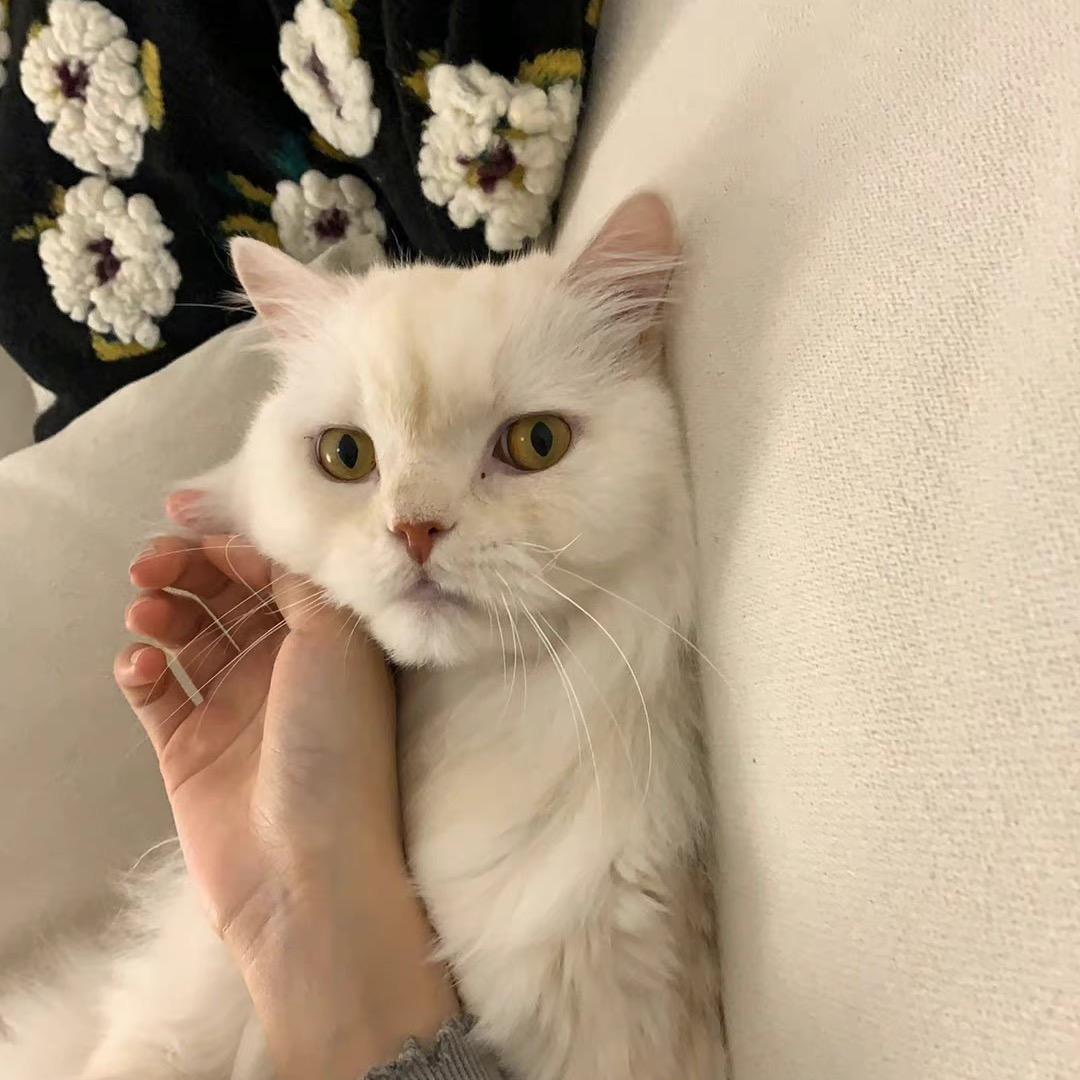 珍妮珍妮