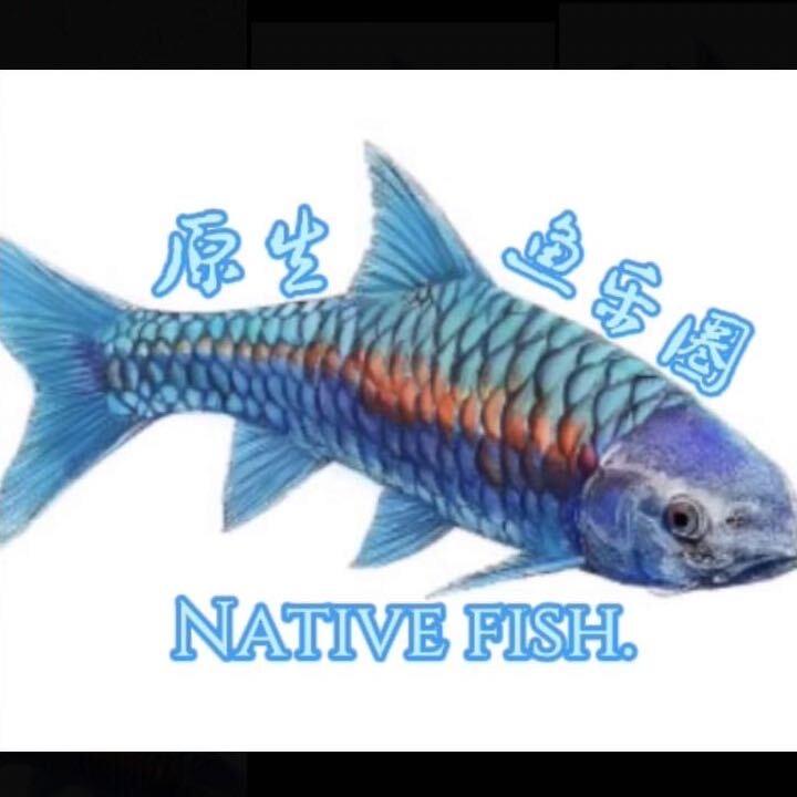 原生鱼乐圈（蓝吉罗）2