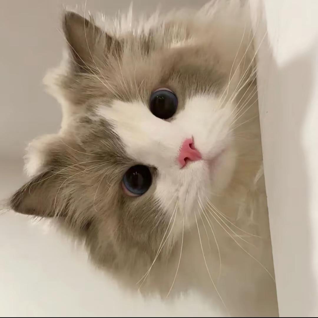 莫