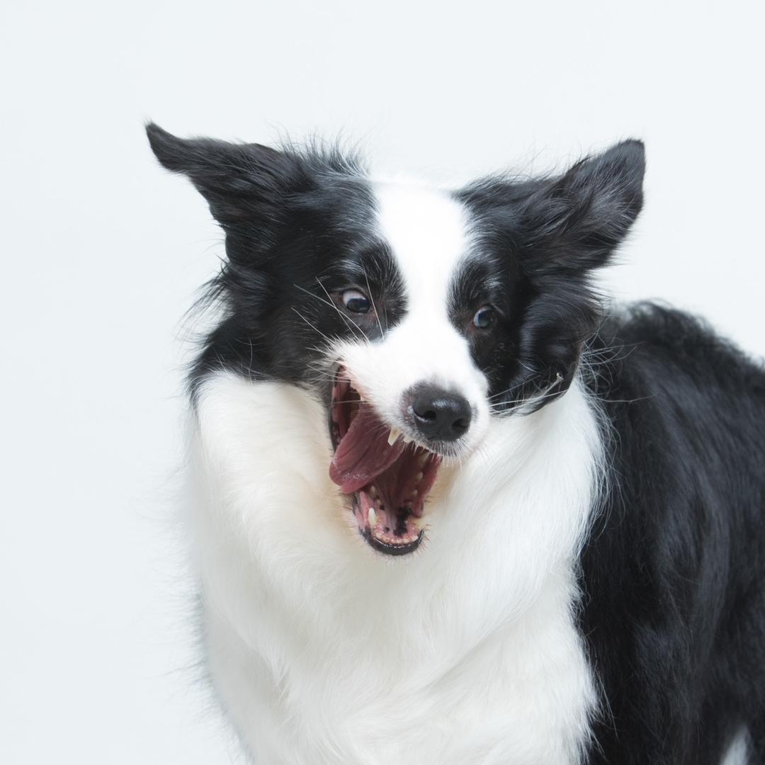 我有好多边牧呀