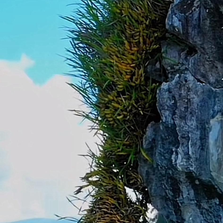 东南亚小郑2号店