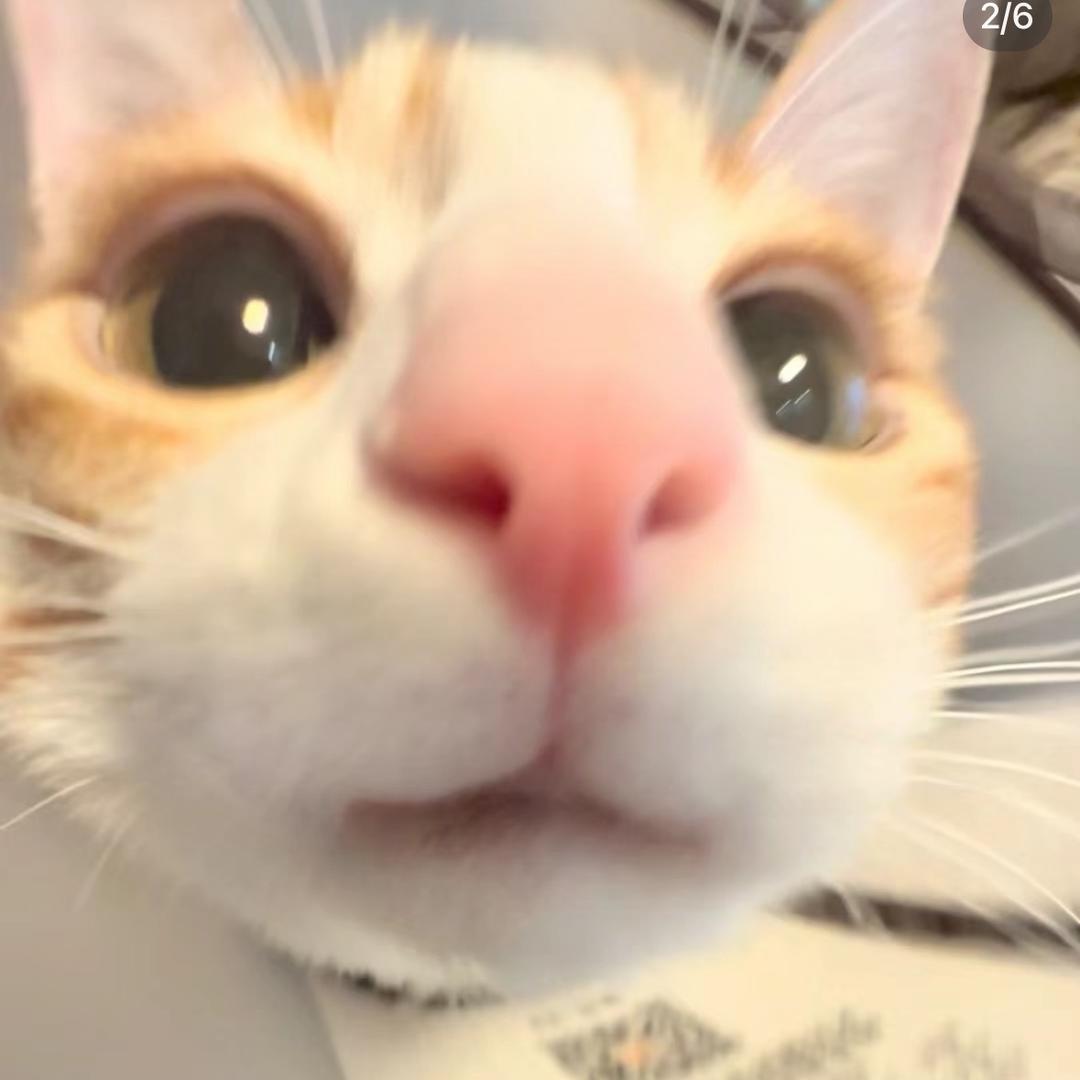 Cccsh