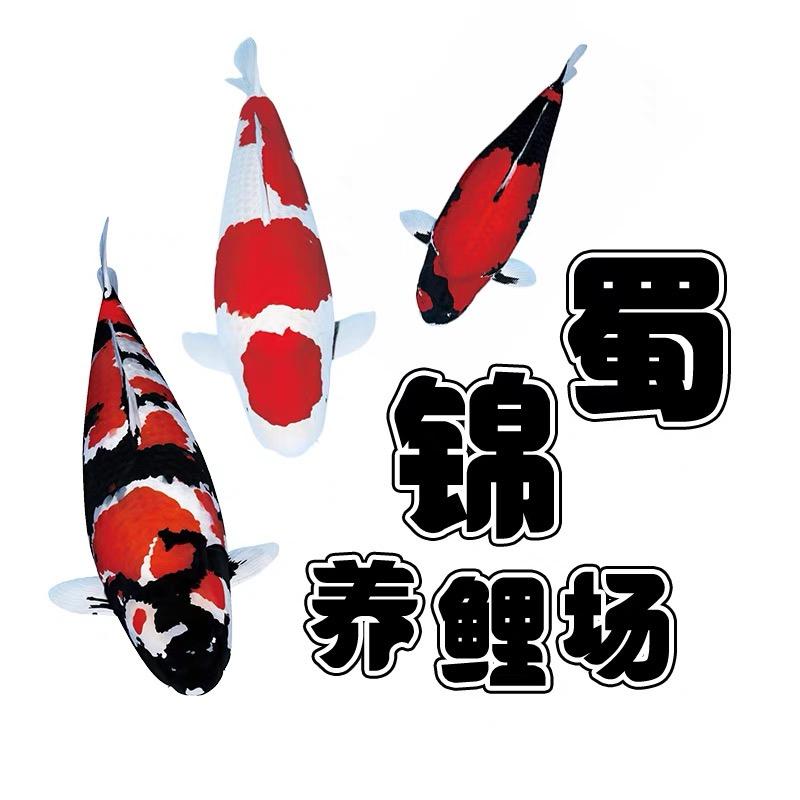 蜀锦 锦鲤场(锦鲤优选)