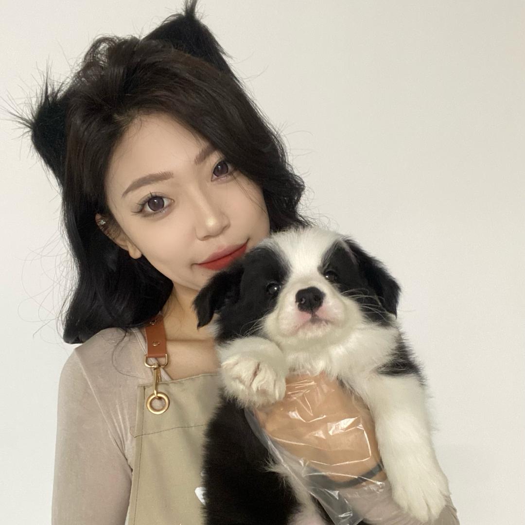大连周周家的小边牧