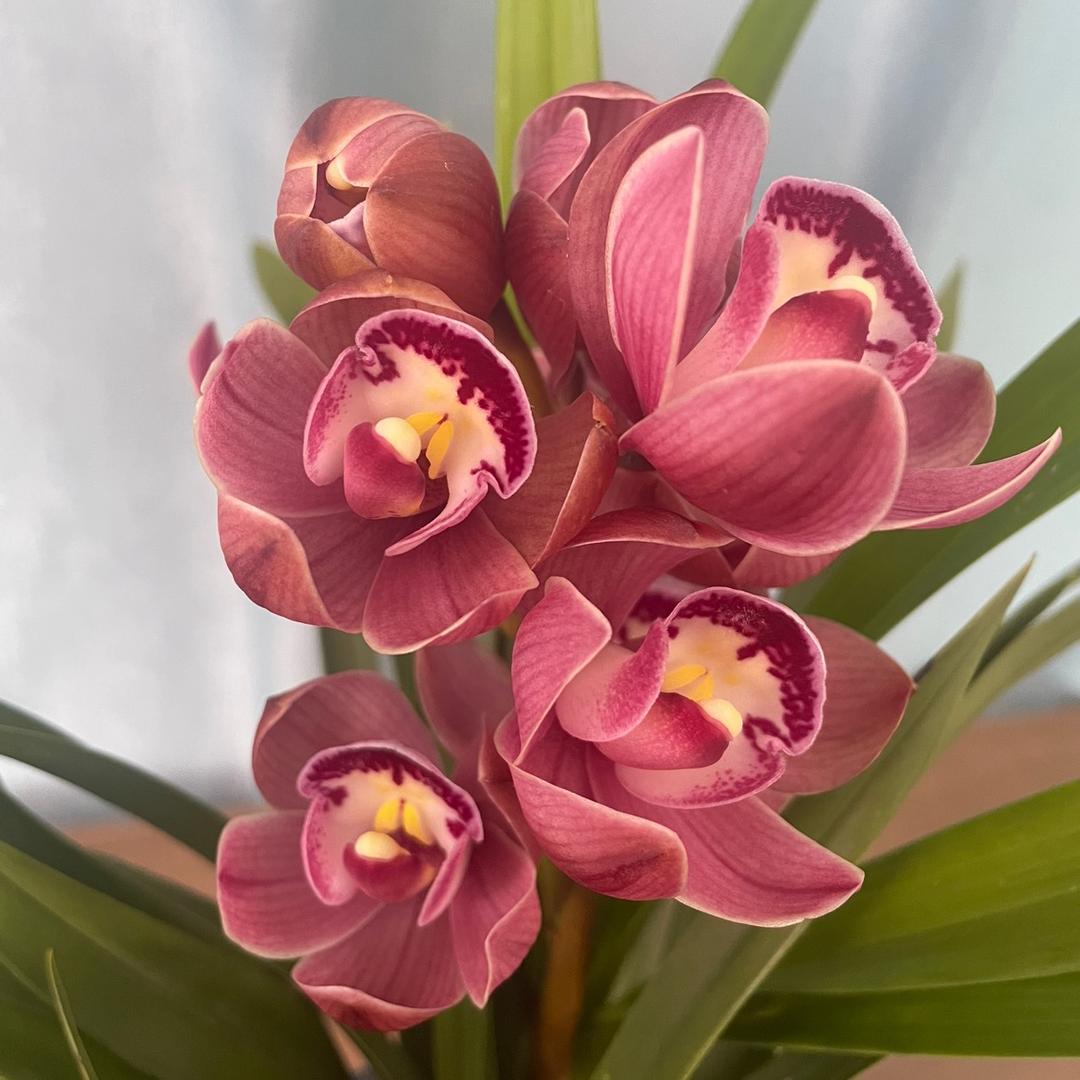 慧扬兰花