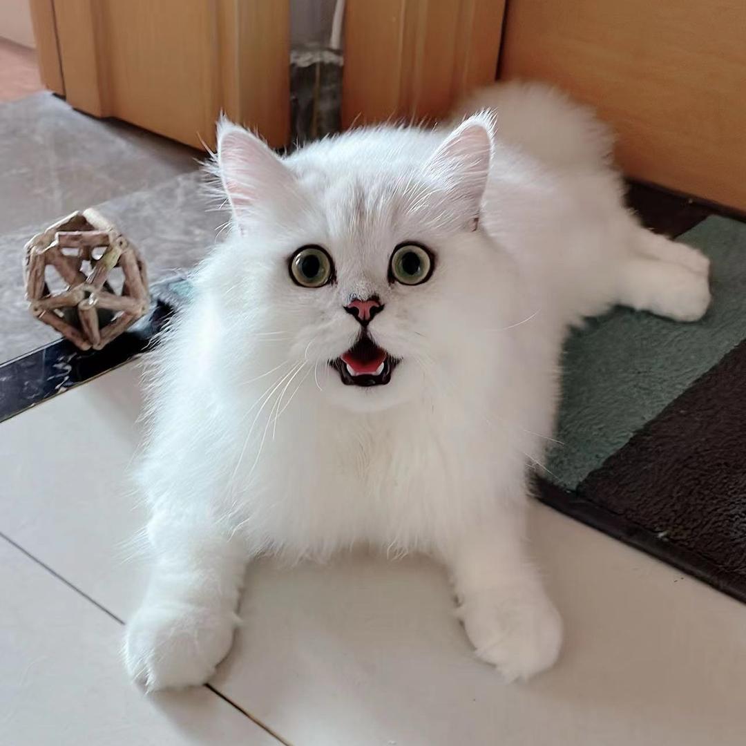 大茂子