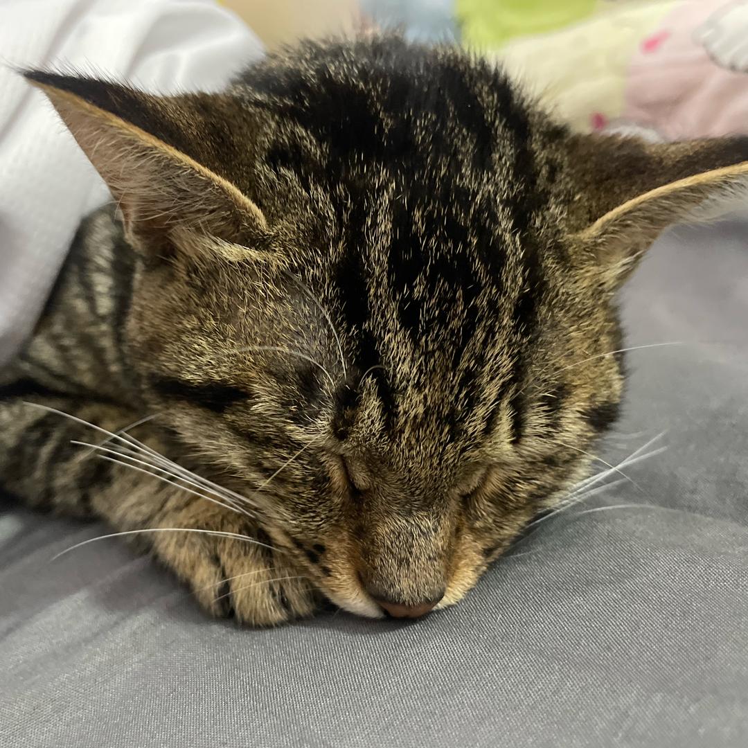 水管是小猫🐈