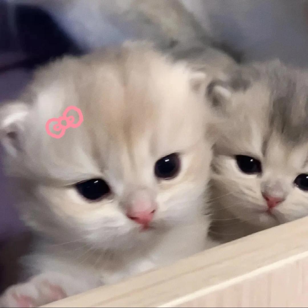 Hann🍀（和囧菌贴贴版