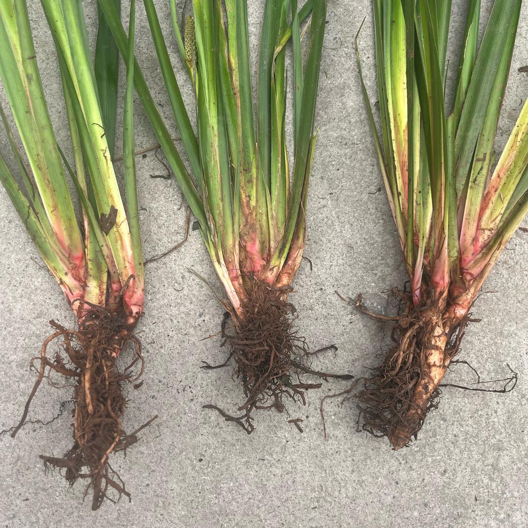 @中药材种植～小杨