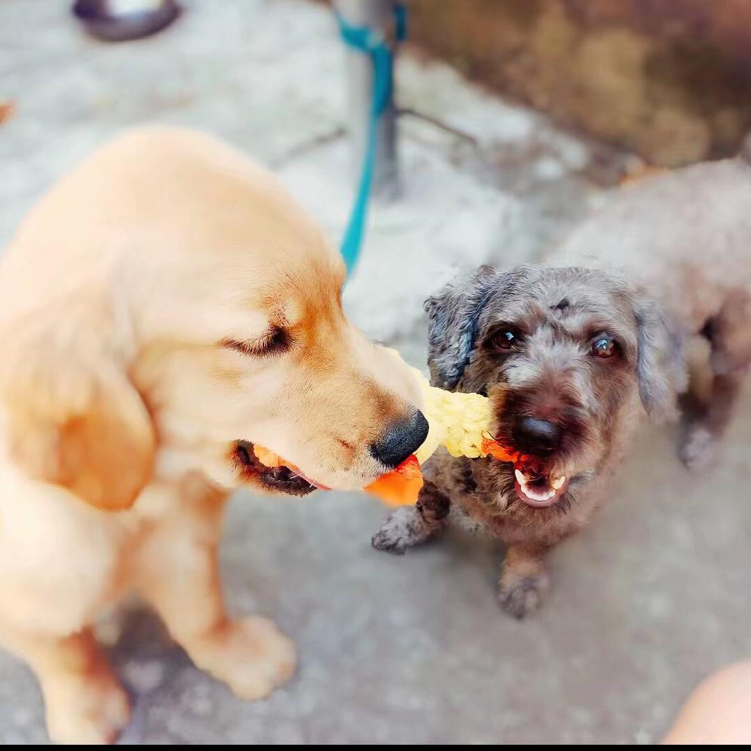 Moli-Gz是两只小狗🐶吖