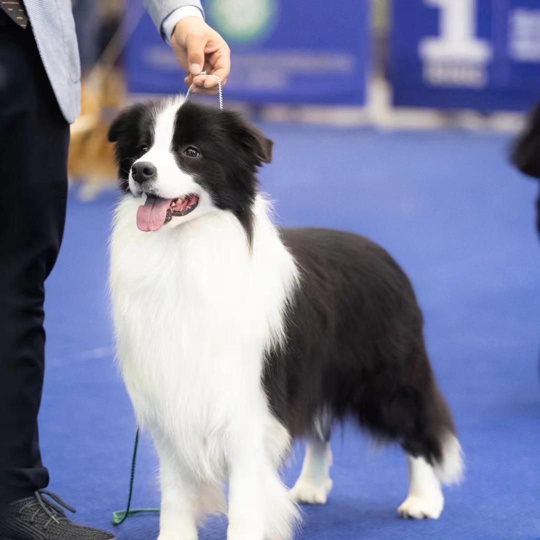 李小哥边牧