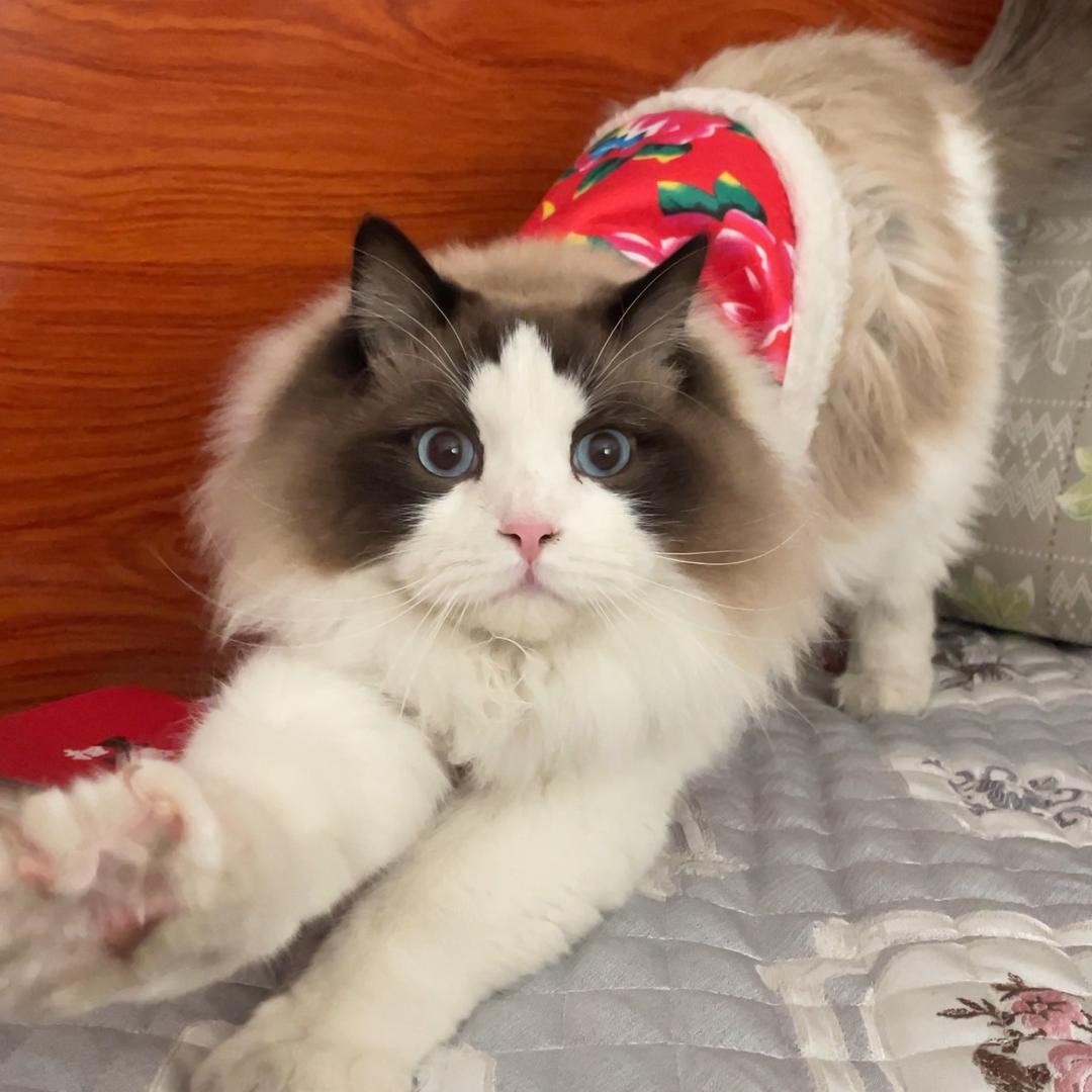 可乐不加冰🧊
