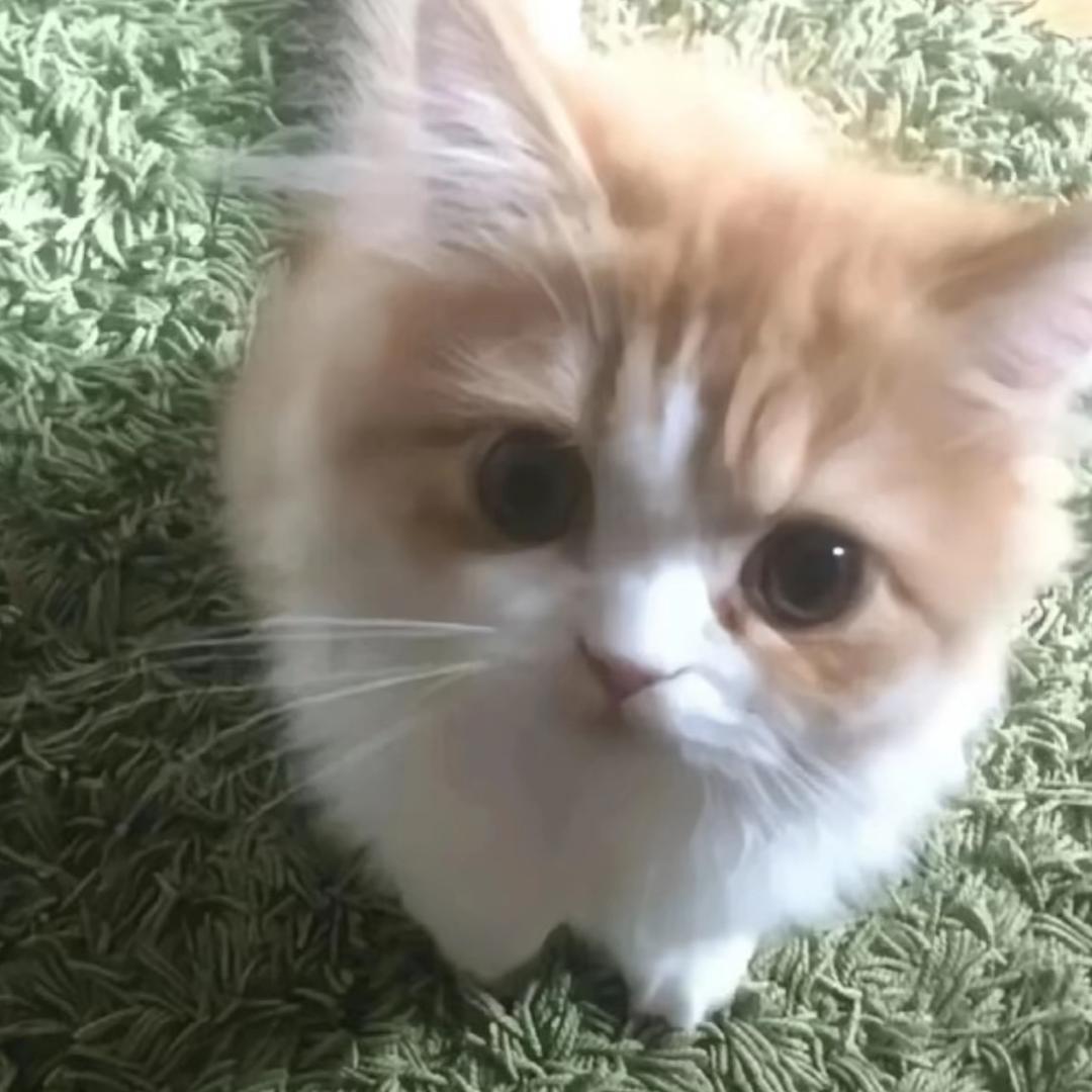 美艺佳