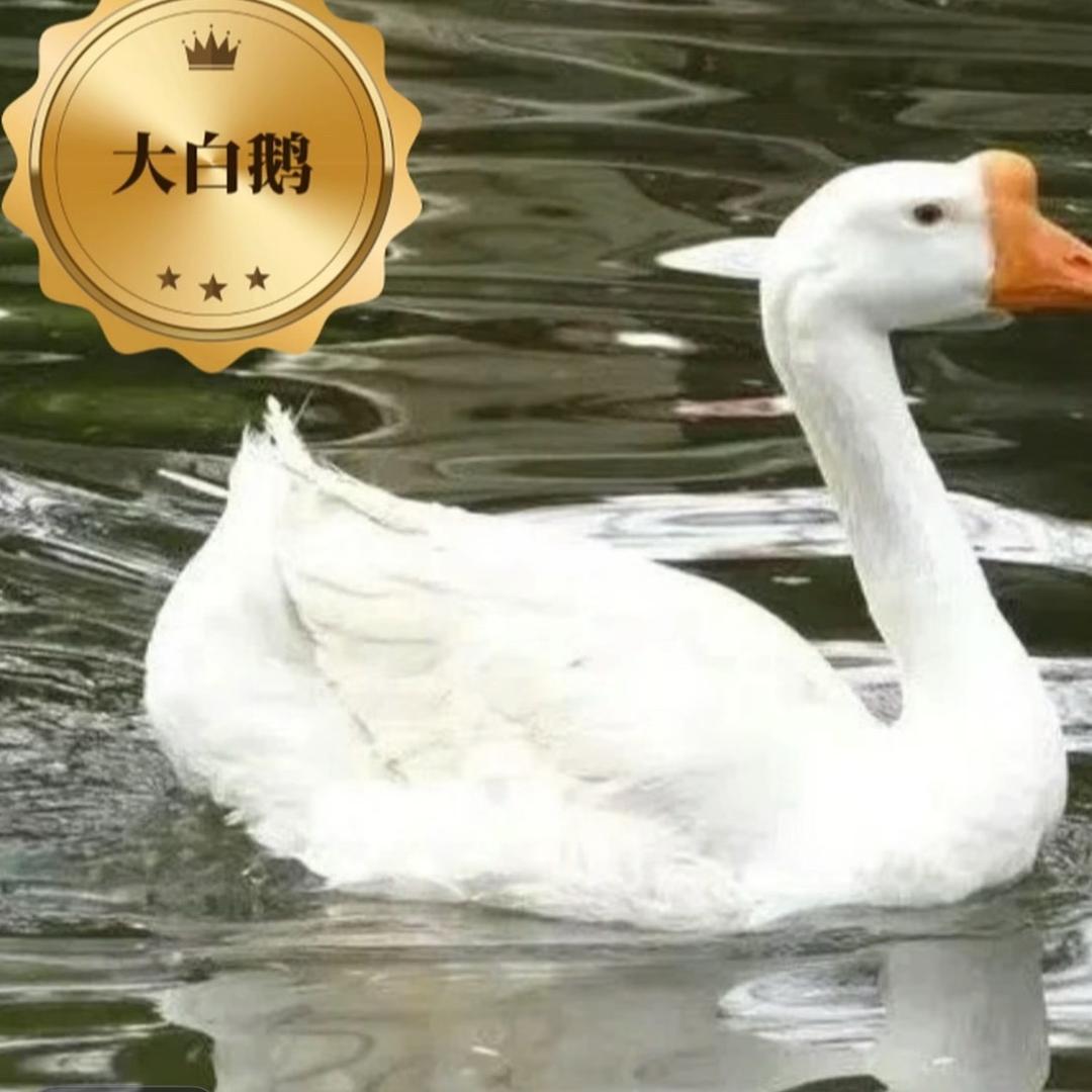 宠爱之家