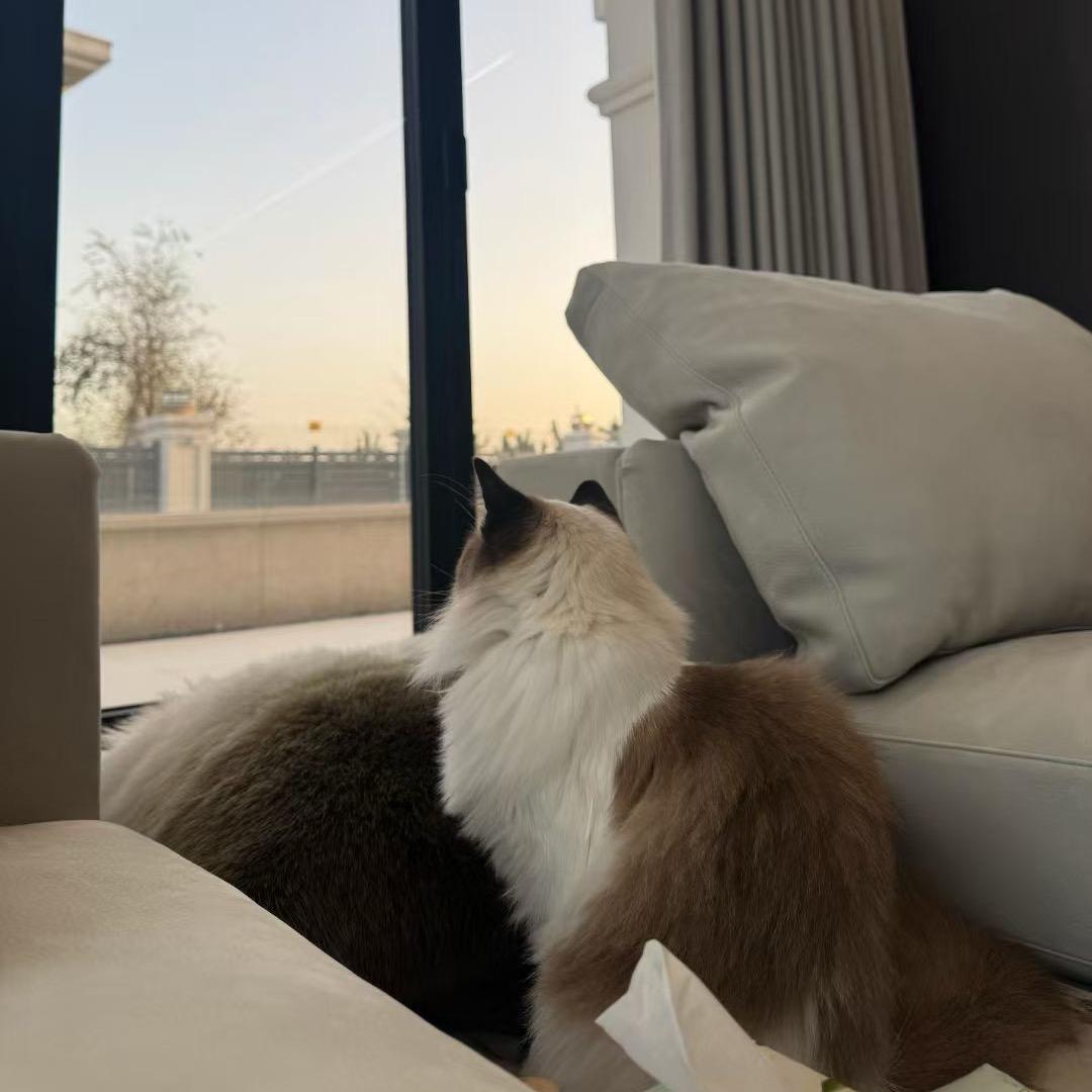 🐱🐯